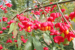 Wilde kardinaalsmuts