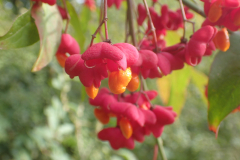 Wilde kardinaalsmuts