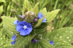 Overblijvende ossetong