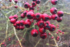 Bessen van de meidoorn