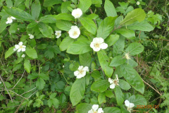 Bloeiende wilde mispel