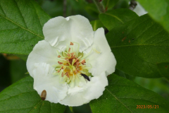 Bloem van de wilde mispel