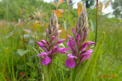 Gevlekte orchis 