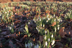 Sneeuwklokje op de Ruitenburgerschans, Woold