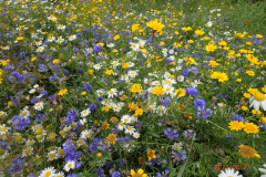 Bloemenrijke akkerrand