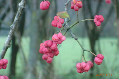 Wilde kardinaalsmuts