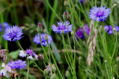 Korenbloem-jan-bengevoord-kopie