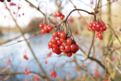 Bessen van de Gelderse roos