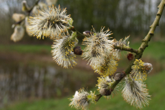 Bloeiende katjes van de boswilg