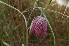 Wilde kievitsbloem (niet autochtoon)