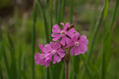 Dagkoekoeksbloem