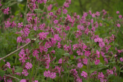 Dagkoekoeksbloem