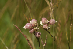 Blaassilene