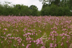 Echte koekoeksbloem