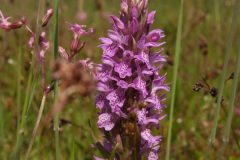 Rietorchis