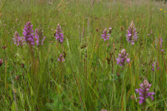 Gevlekte orchis