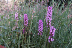 Gevlekte orchis