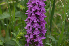 Gevlekte orchis