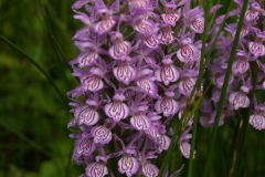 Gevlekte orchis