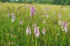 gevlekte-orchis-1-Jan-Bengevoord