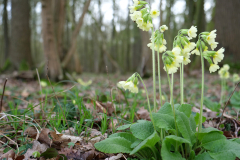 slanke-sleutelbloem-jan-bengevoord