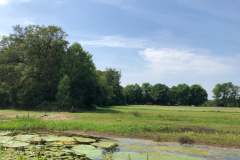 Hartelergoorbos aan de Groenlose slinge