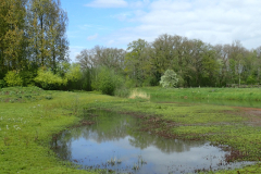 Groenlose slinge bij het Hartelergoorbos