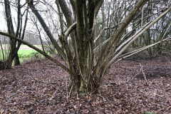 Oude hakhout stoven  (hazelaar) 