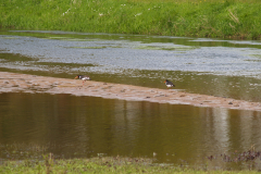 Scholeksters op een zandbank in de Groenlose slinge