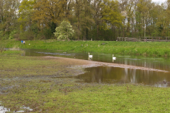 Groenlose slinge bij het Hartelergoorbos