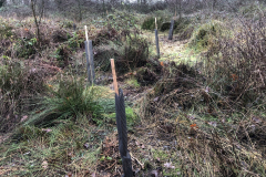 Horstermaat, herplant