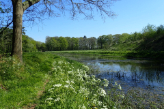 Koningssingel met fluitekruid aan de Veengoot