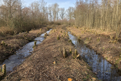Afgezette houtsingel van vochtig hakhout