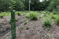 Herplant met autochtone soorten struiken en bomen