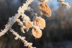 Rijp op vruchten van de wilde hop