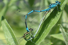 Azuurwaterjuffer paringswiel