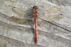 Bruinrode heidelibel