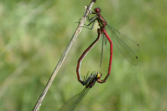 Vuurjuffer paringswiel