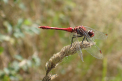 Bloedrode heidelibel