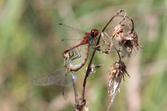 Bloedrode heidelibel - paringswiel