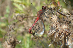 Paringswiel bloedrode heidelibel