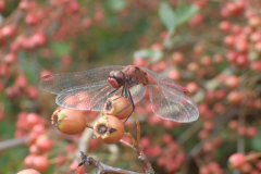 Bloedrode  heidelibel