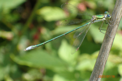 Tengere pantserjuffer