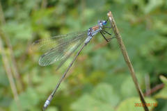 Gewone pantserjuffer