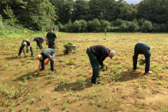 Het 1e jaar na de afgraving: uittrekken van de akkerdistels 