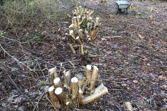 Afzetten van de houtsingel (elke 10 a 12 jaar)