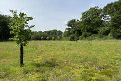 Solitaire Winterlinde 