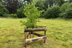 Winterlinde met bescherming tegen veegschade 