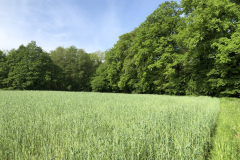 Rijpende rogge op terrein Oedingsbeeekdal