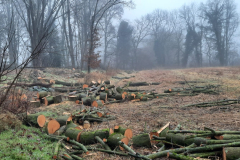 Niet inheemse Robinia (Valse acacia) maakt plaats voor een nieuwe struweelzone